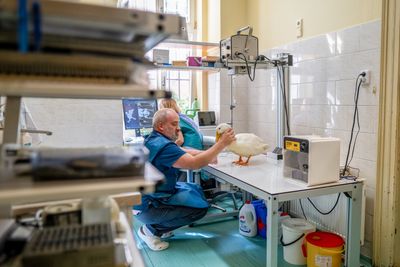 Veterinární klinika
